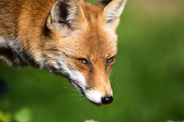 Fuchs