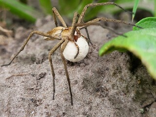 Spider