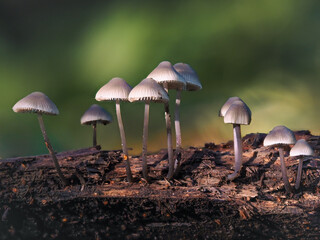 Woodland fungi