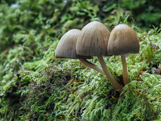 Woodland fungi
