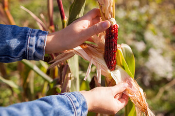 Gardener harvesting cobs of ornamental corn in autumn garden at sunset. Farmer growing maize for fall decor. - obrazy, fototapety, plakaty
