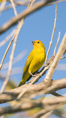 Pássaro amarelo