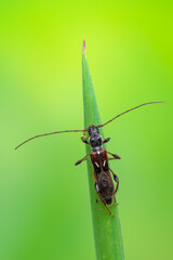 a longhorn beetle called Molorchus minor