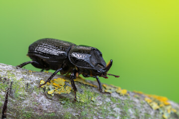 a beetle called Sinodendron cylindricum