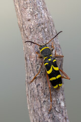 a longhorn beetle called Clytus arietis