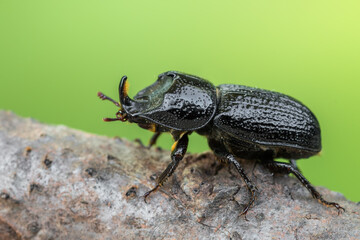 a beetle called Sinodendron cylindricum