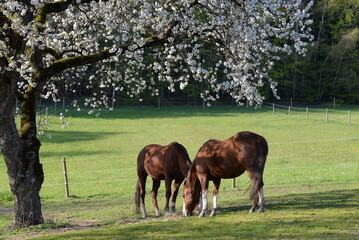 Frühling auf der Pferdeweide. Pferde stehen friedlich unter blühendem Kirschbaum