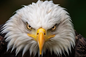 Foto op Plexiglas Eagle with keen gaze. Wild bird. On green background with copy space. Close up of bald eagle intense gaze, showcasing its sharp, beady eyes and distinctive plumage. Portrait of wildlife magnificence © Jafree