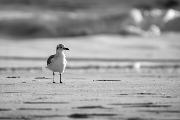 Monochrome image of a Seagull on the beach at dawn.