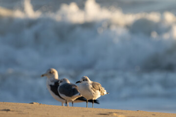 Seagulls on the beach in front of surf.