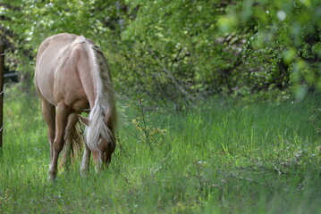 Obraz na płótnie Canvas Waldpferd. Schönes Pferd frei im Wald