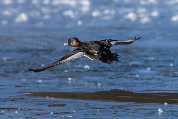 A Ring-necked duck with beautiful head colors flying with open wings over an icy blue lake in Wintertime.
