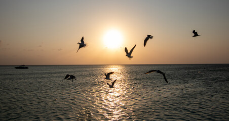 seagulls on the beach sunset