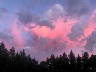 Pink Sky over Tree Line