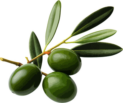 Olives with leaves clip art