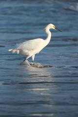Snowy Egret (Egretta Thula) walking  in water along the beach as it hunts for fish