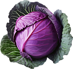 Red cabbage clip art