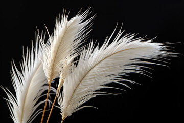 white decorative feathers on black background