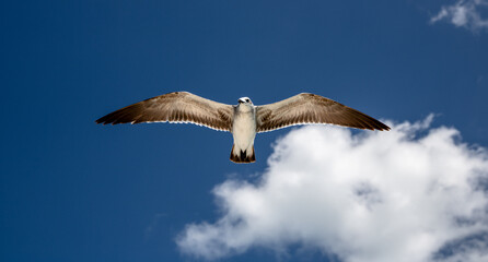 seagull in the sky