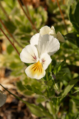 
natural background with wild violet flower close up