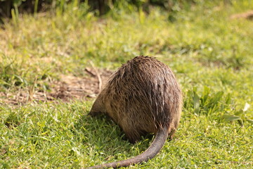 hedgehog in the grass