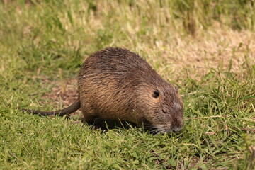 hedgehog  in the grass