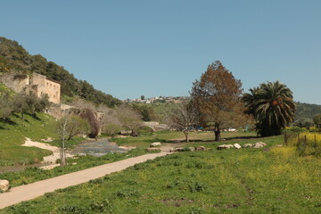trees in the mountains