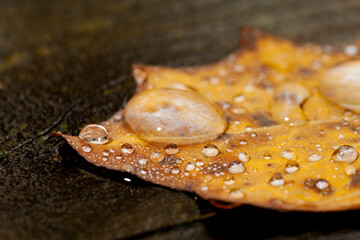 water drops on a leaf