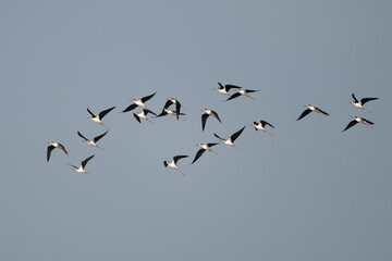 birds in flight