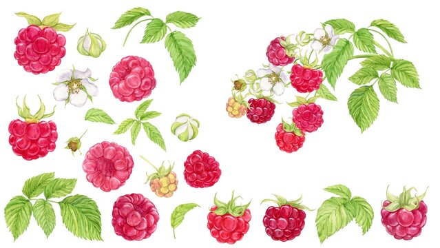 Red raspberry. Set of watercolor illustrations. Berries, flowers, green leaves and a whole branch. Botanical painting. Set of raw fresh garden and forest natural ripe berries.