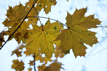 Maple leaves on a tree branch on blue sky background. Autumn season, fading nature