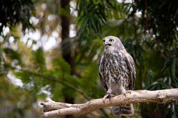 The barking owl has bright yellow eyes and no facial-disc. Upperparts are brown or greyish-brown, and the white breast is vertically streaked with brown