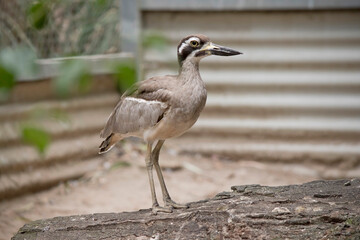 The beach stone curlew is largely grey-brown upperparts with a distinctive black-and-white striped face and shoulder-patch.