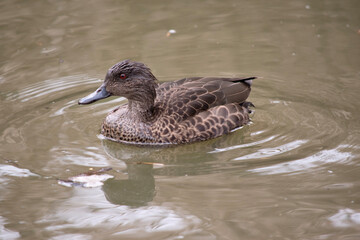 the female teal duck has dark brown feathers edged in tan with a black beak and brown eyes