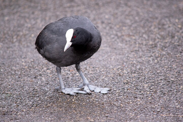 The Eurasian coot is a black sea bird with a white frontal shield