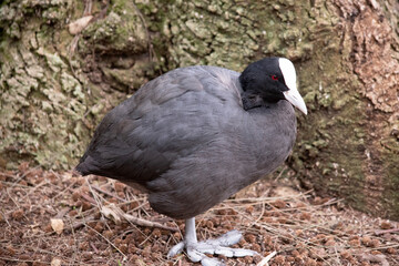 The Eurasian coot is a black sea bird with a white frontal shield