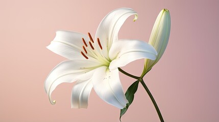  a white flower is in a vase on a pink background.  generative ai