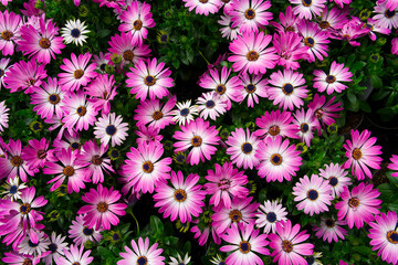 Cape Marguerites: Delicate pink White Blossom Flowers in Spring, Embracing the Beauty of African Daisies
