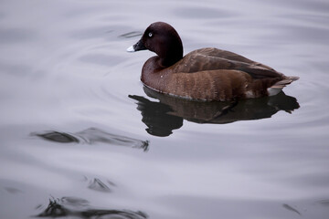 The male wood duck has a darker head and a small dark mane, with a speckled brown-grey breast and a black lower belly and undertail