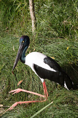 The Jabiru or black necked stork is a black-and-white waterbird stands an impressive 1.3m tall and...