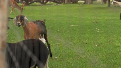goats walks behind a fence in zoo park on a sunny day. Keeping wild animals in captivity. contact zoo or wildlife enclose