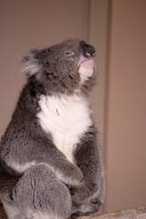 the Koala has a large round head, big furry ears and big black nose. Their fur is usually grey-brown in color with white fur on the chest, inner arms, ears and bottom.