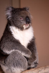the Koala has a large round head, big furry ears and big black nose. Their fur is usually grey-brown in color with white fur on the chest, inner arms, ears and bottom.