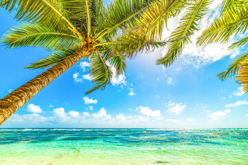 Coconut palms in Bois Jolan beach in Guadeloupe