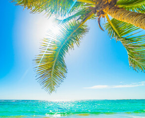 Palm tree and clear water in Raisins Clairs beach in Guadeloupe