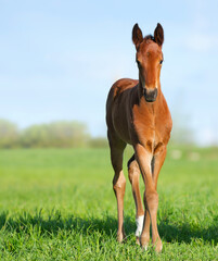 Beautiful foal is stand in the green grass. Pasture on a sunny summer day. Outdoor in summer. A...