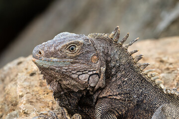 Closeup of Green Iguana (Iguana iguana) on the island of Aruba. Lying on a rock, looking at the camera. 
