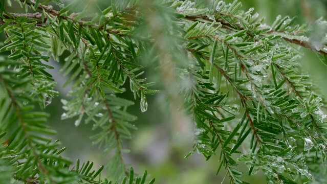 Close up of branch of western hemlock with needle-like leaves covered with ice. Slightly trembling twig of coniferous tree in winter woodland, the USA. High quality 4k footage