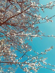 cherry blossom in spring