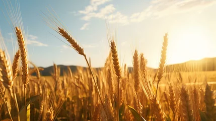 Fotobehang a field of wheat © KWY